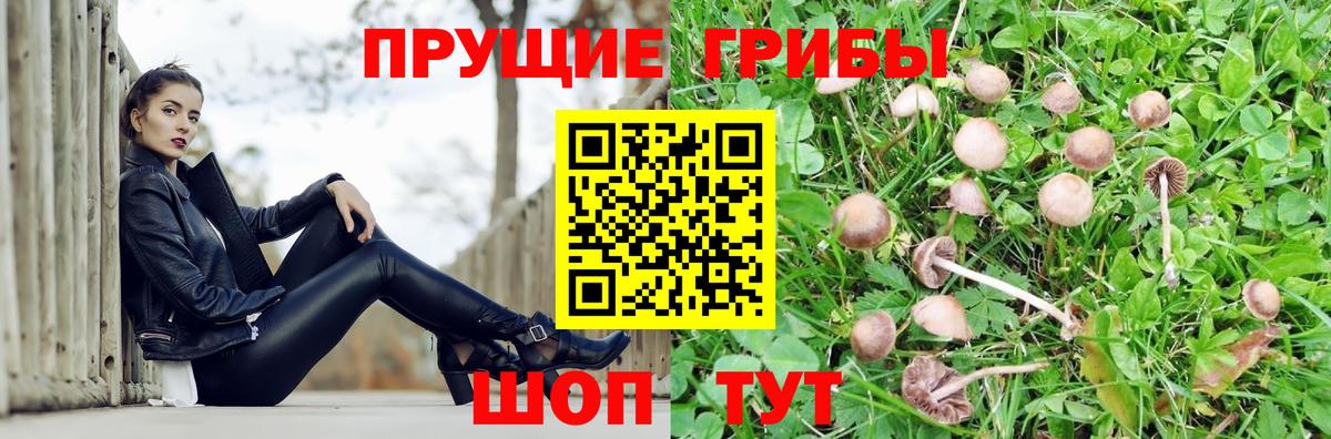Псилоцибиновые грибы Cubensis Гурьевск